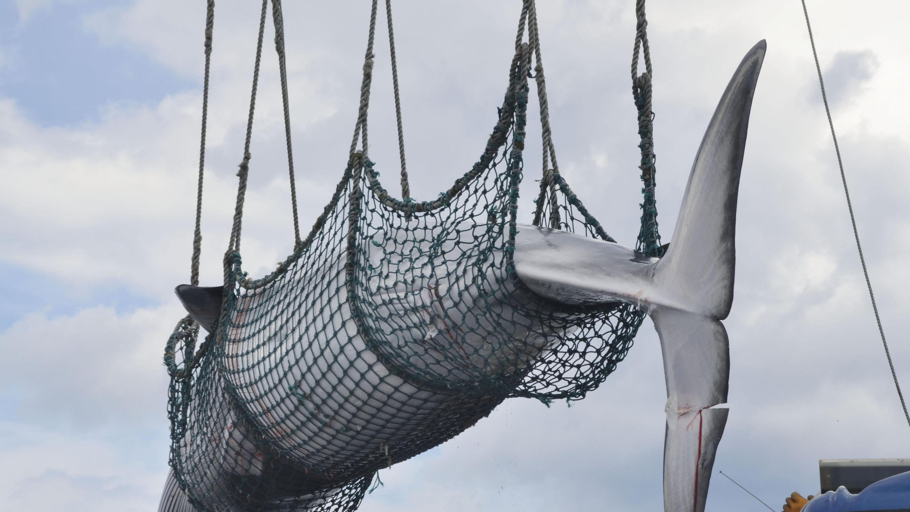 Es ist ein gefanger Wal zu sehen, dieser wird soeben in einem Netz vom Boot entladen.