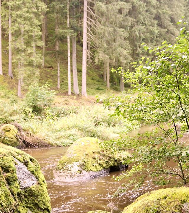 Schauspieler Stefano Bernardin steht auf einem mit Moos bedeckten Felsen neben einem Waldfluss.