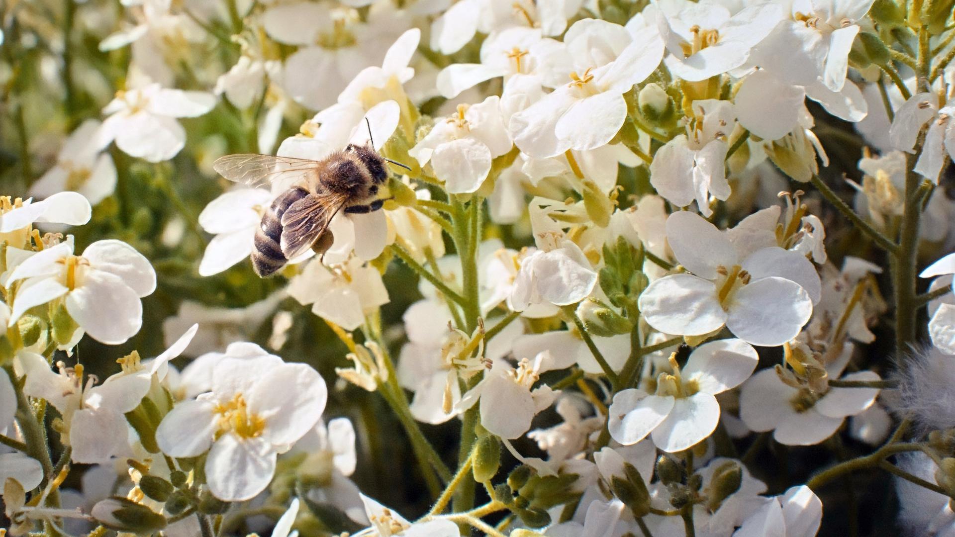 Eine Honigbiene sitzt auf weißen Blüten und sammelt Nektar bei sonnigem Licht.