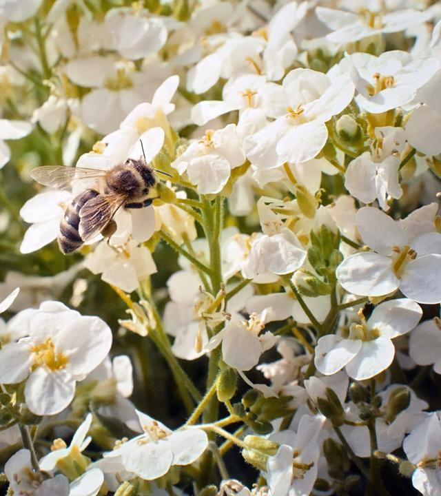 Eine Honigbiene sitzt auf weißen Blüten und sammelt Nektar bei sonnigem Licht.