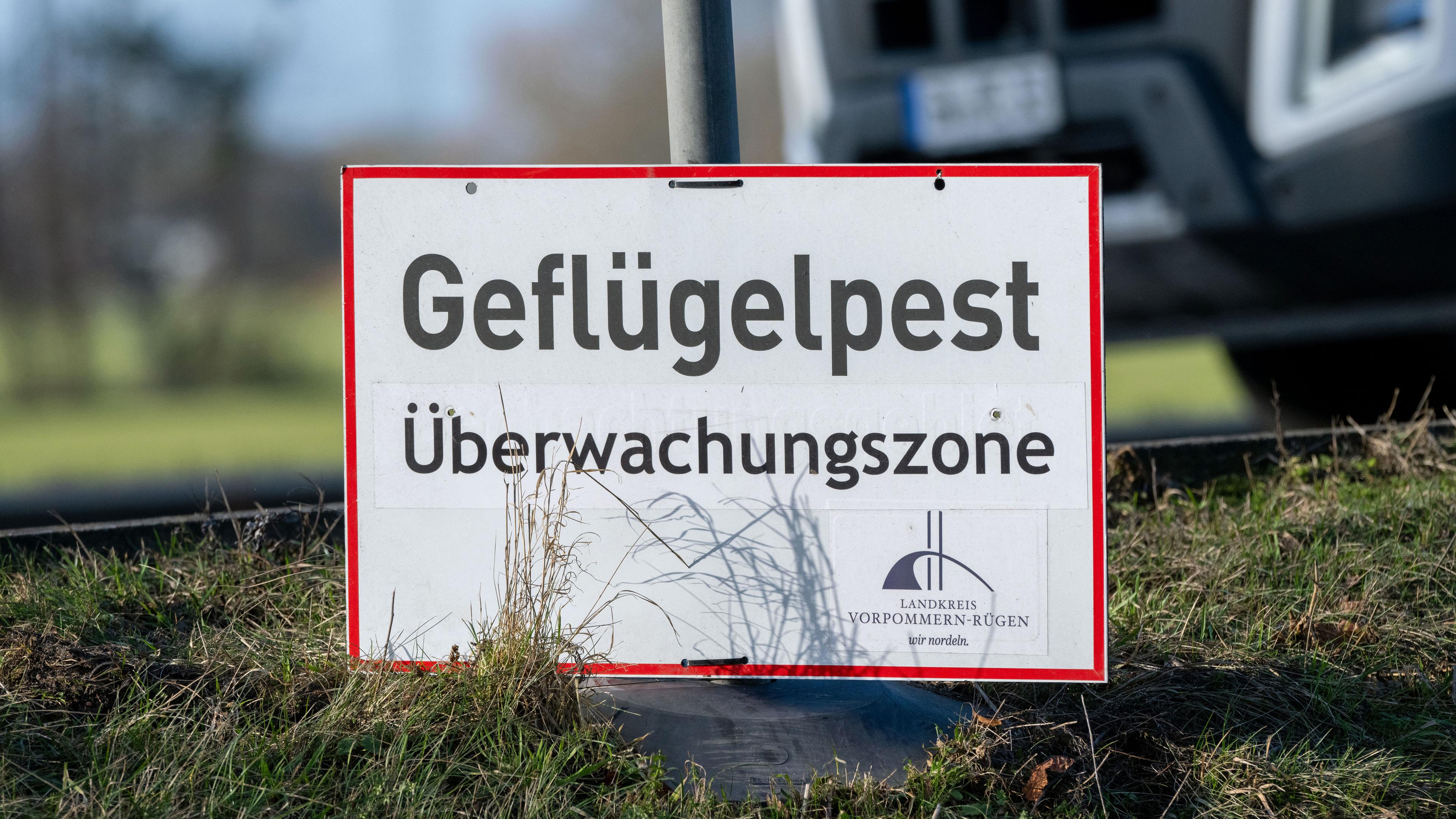 Mecklenburg-Vorpommern, Kirchdorf: Ein Schild mit dem Aufdruck "Geflügelpest Überwachungszone" steht am Straßenrand.