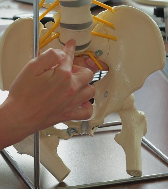 Modell einer Wirbelsäule