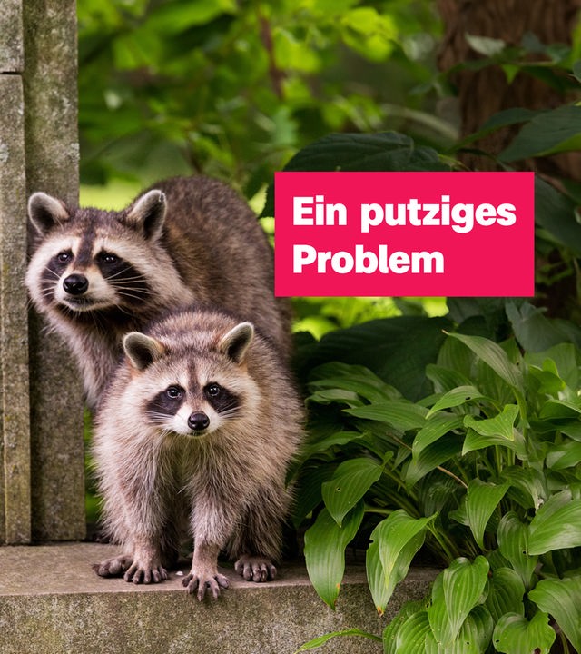 Waschbär-Problem