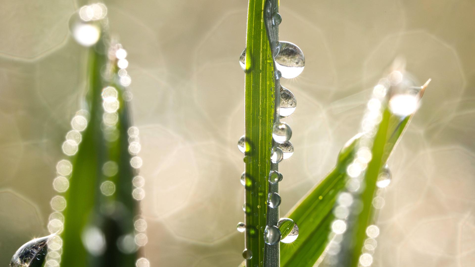 Wassertropfen hängen am Morgen bei Sonnenschein an Grashalmen in einer Wiese. 