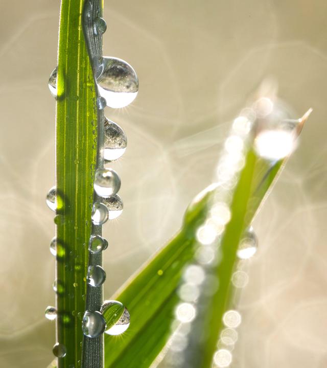 Wassertropfen hängen am Morgen bei Sonnenschein an Grashalmen in einer Wiese. 