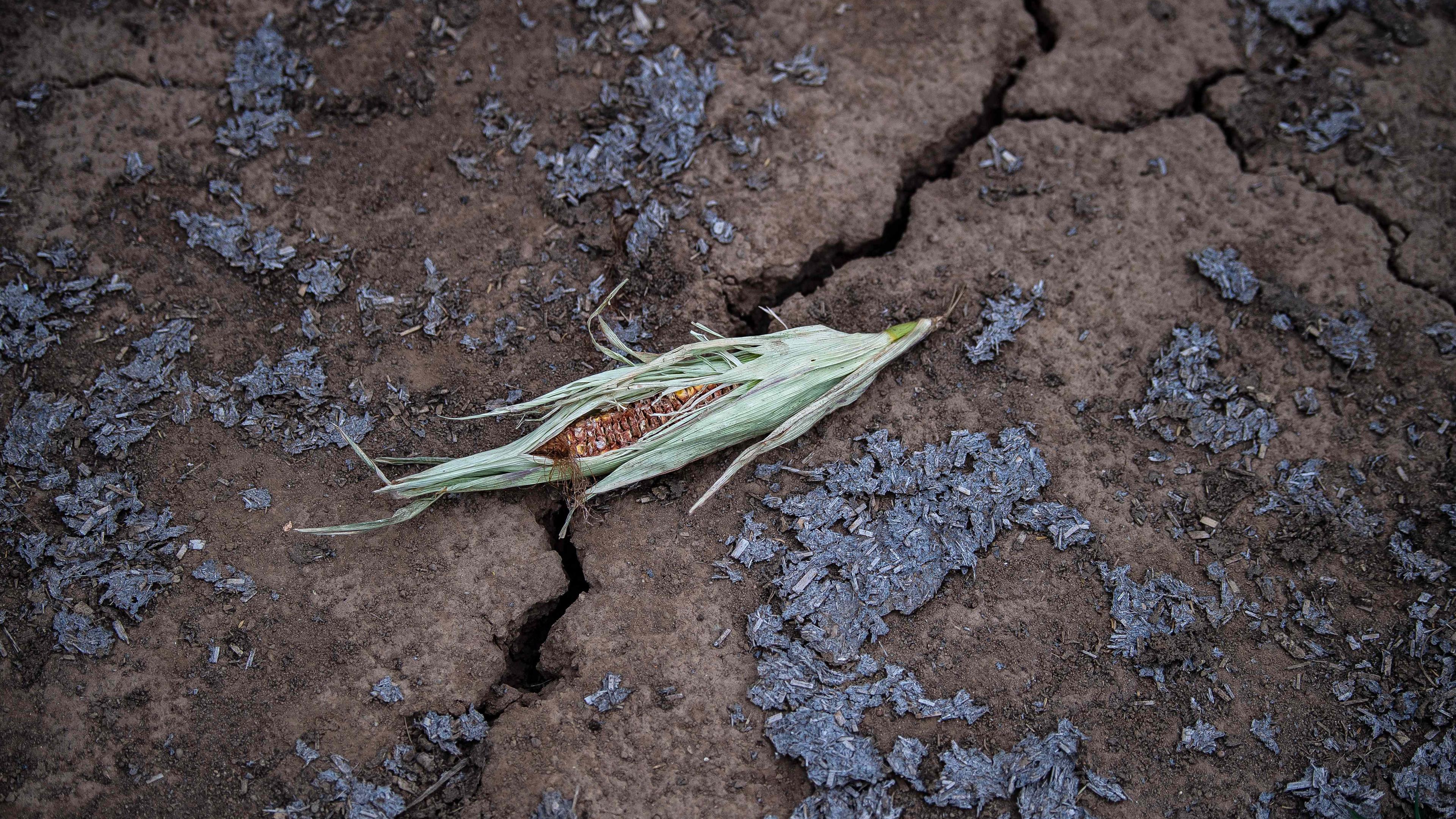 Ein vertrockneter Maiskolben liegt auf vertrocknetem Ackerboden.