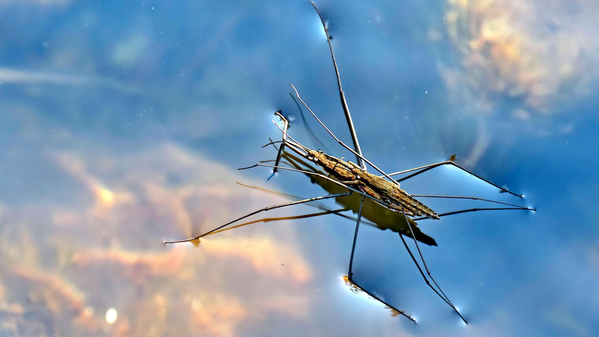 Wasserläufer bei der Paarung