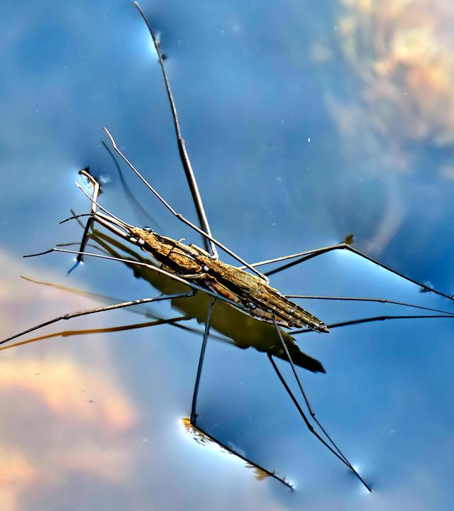 Wasserläufer bei der Paarung