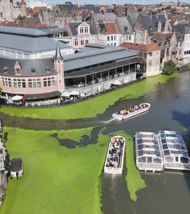 Drohenaufnahme: Große Flächen von grünen Wasserpflanzen am Ufer und zwischen Schiffen auf Fluss in Gent