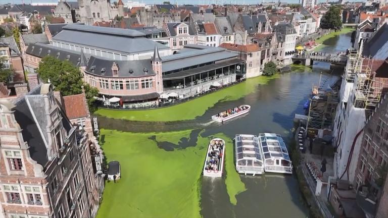 Drohenaufnahme: Große Flächen von grünen Wasserpflanzen am Ufer und zwischen Schiffen auf Fluss in Gent