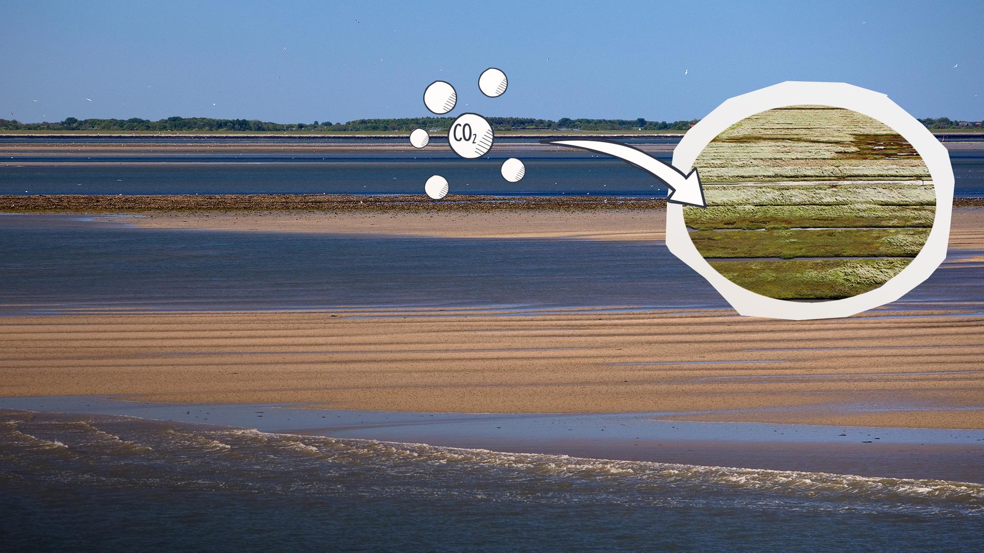 Bild für Was das Wattenmeer und die Salzwiesen leisten