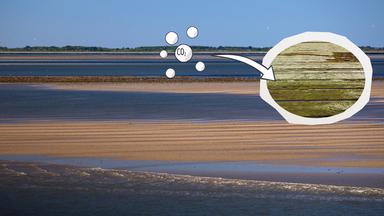 Was das Wattenmeer und die Salzwiesen leisten