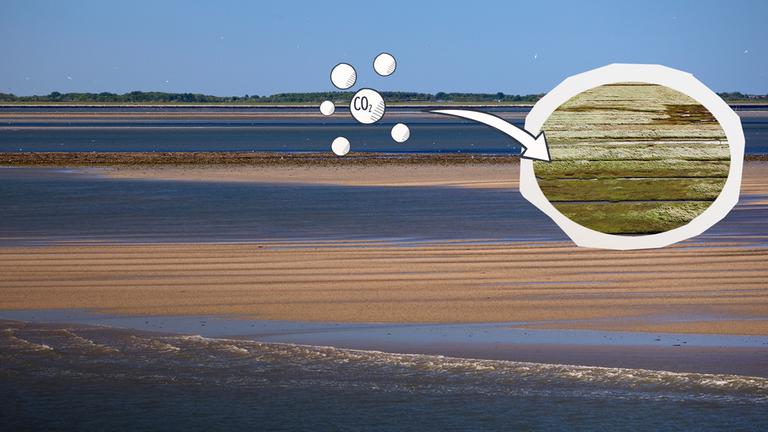 Was das Wattenmeer und die Salzwiesen leisten