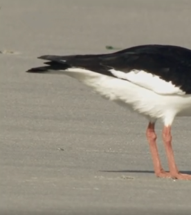 Ein Austernfischer sucht bei Ebbe im Sand des Wattenmeeres mit seinem Schnabel nach Nahrung.