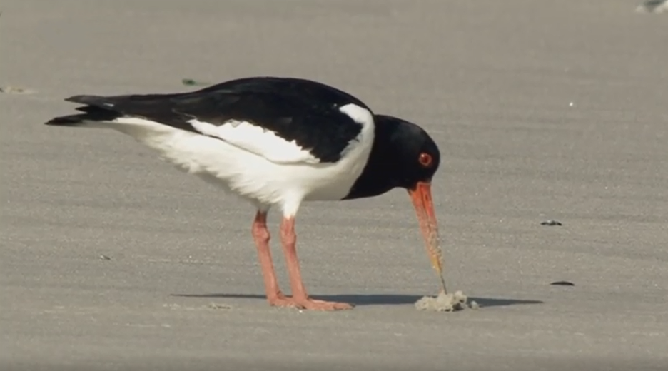 Ein Austernfischer sucht bei Ebbe im Sand des Wattenmeeres mit seinem Schnabel nach Nahrung.