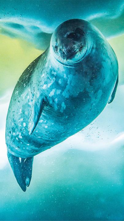 Eine Weddellrobbe schwimmt unter Wasser, über ihr ist eine Eisschicht zu sehen. Das Bild ist bläulich gefärbt.