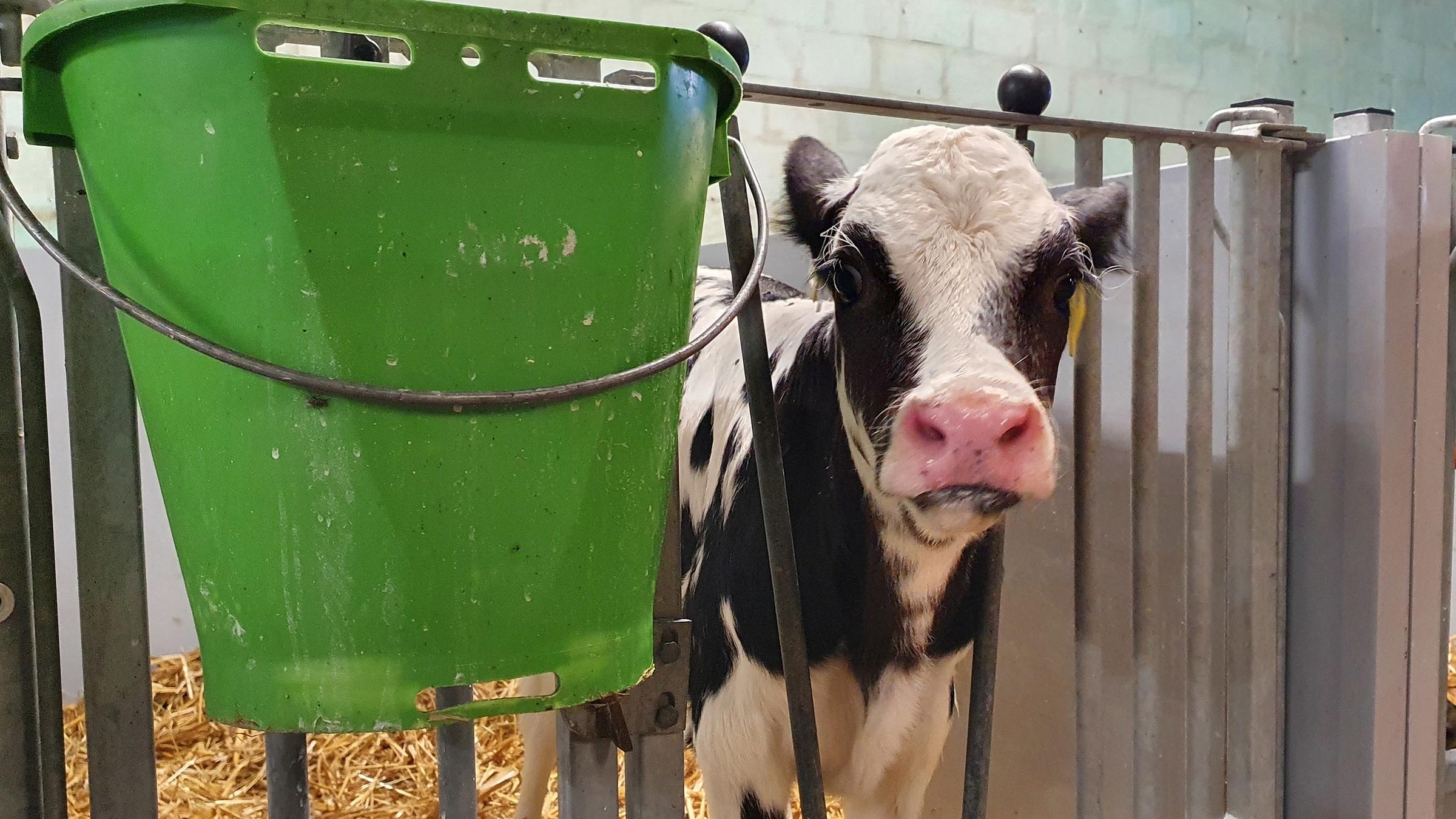 Eine Kuh steht im Stall und schaut durch ein Gitter in die Kamera. Am Gitter hängt ein grüner Metall-Eimer mit Henkel.
