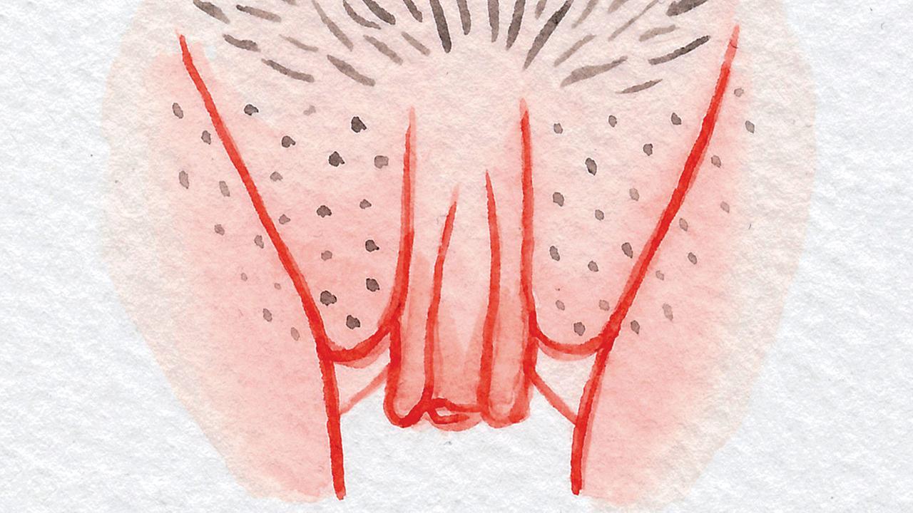 Zeichnung vagina 