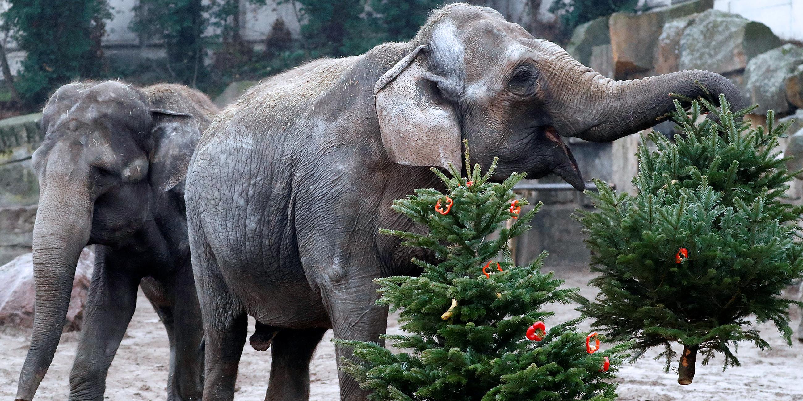 Elefanten werden mit Weihnachtsbäumen gefüttert.