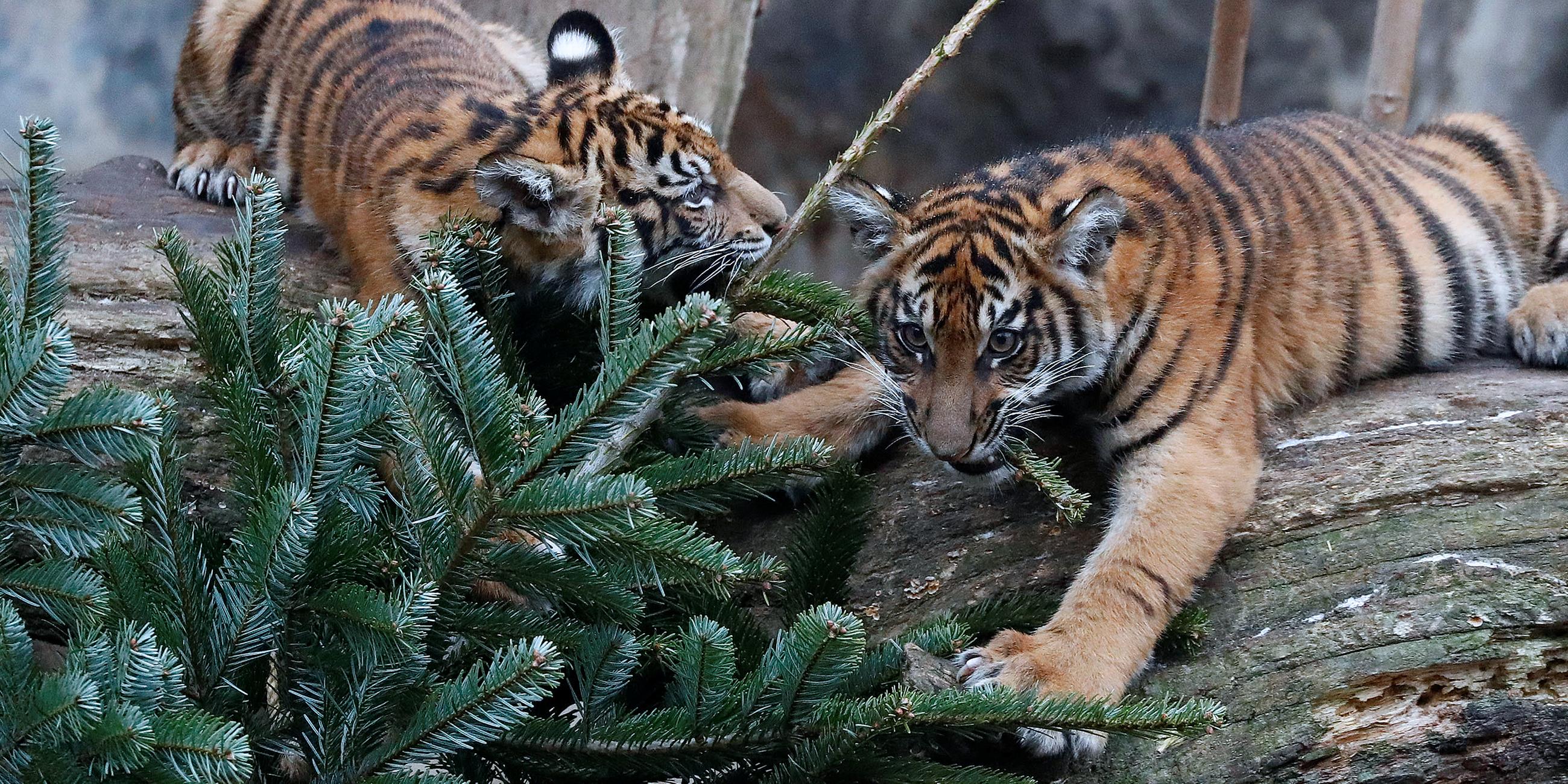 Junge Sumatra Tiger spielen mit einem Weihnachtsbaum.