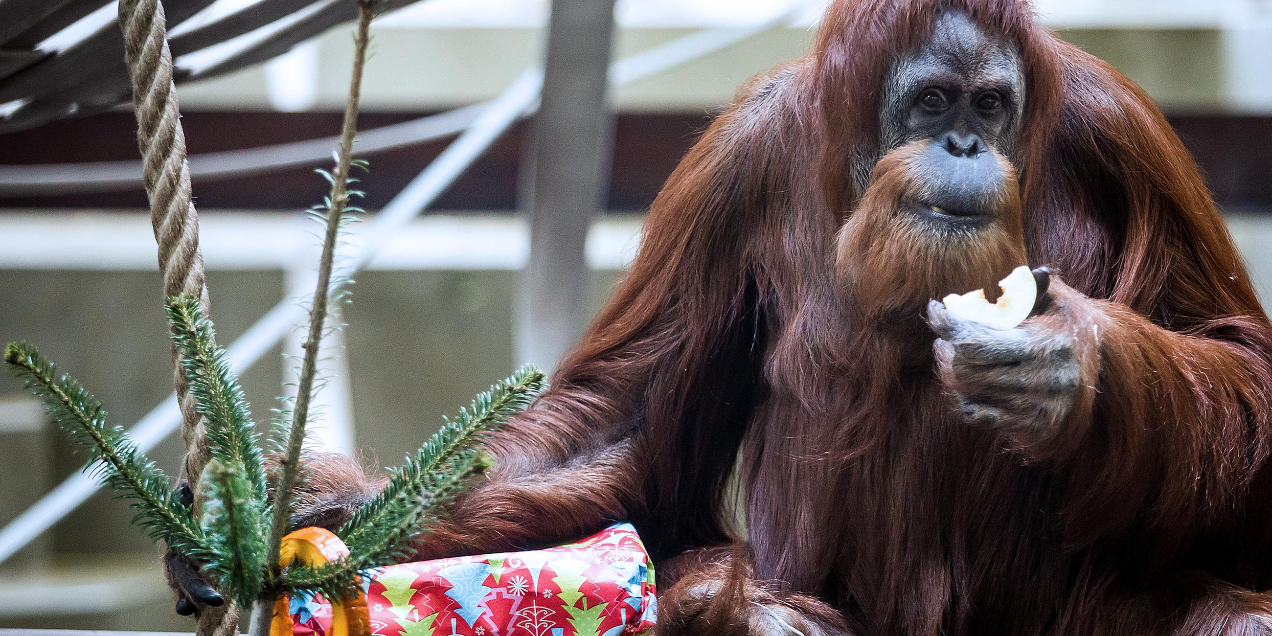 Orang-Utan-Dame Carolin bekommt am ersten Weihnachtsfeiertag ein Weihnachtspäckchen geschenkt, aufgenommen am 25.12.2018 in Stuttgart