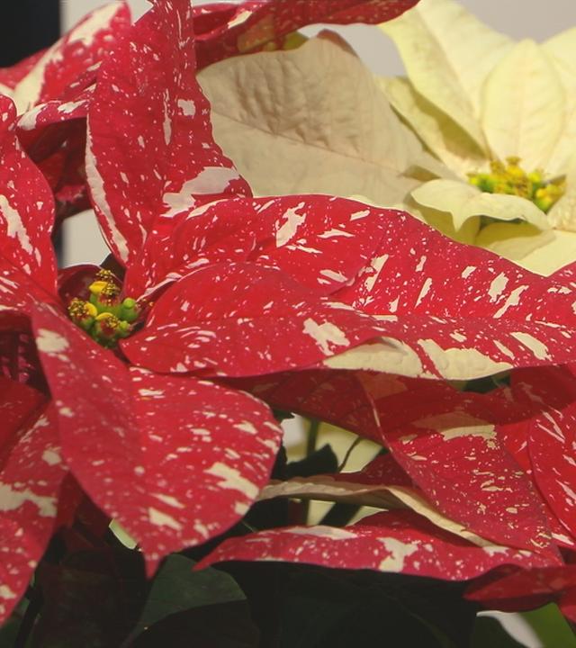 Weihnachtssterne und Amaryllis - Elmar Mai gibt Pflege-Tipps