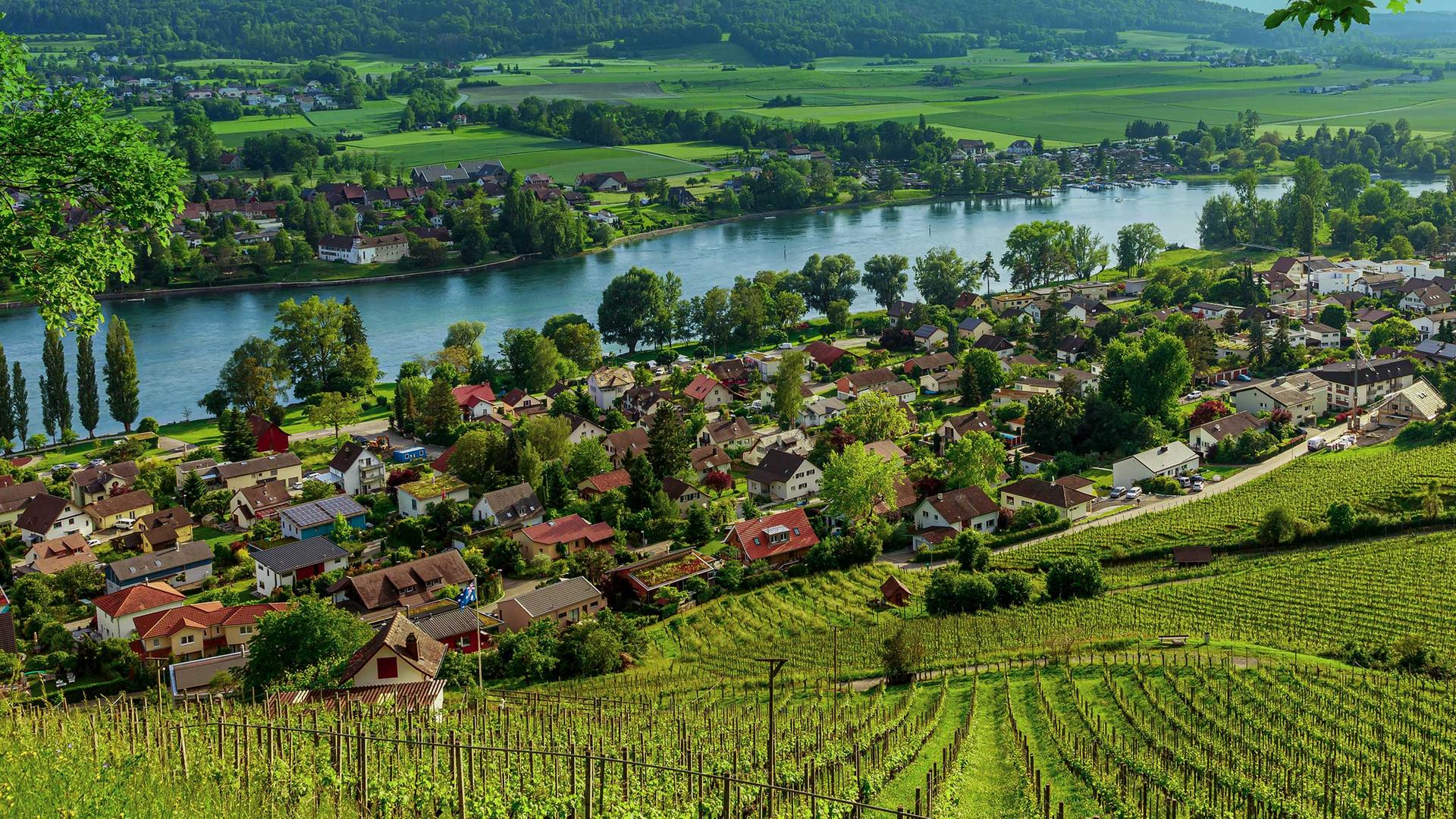 Wein am Rhein