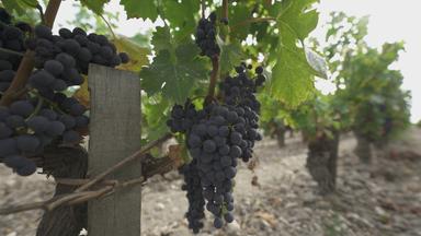 Zdfinfo - Wein Mit Beigeschmack - Die Tricks Der Wein-industrie