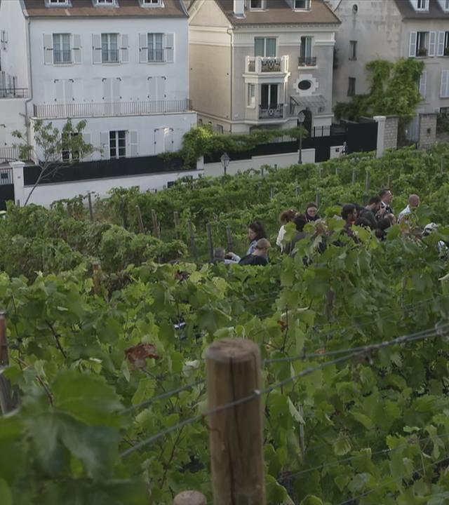 Blick über Weinstöcke auf dem Montmartre in Paris, dahinter Wohnhäuser