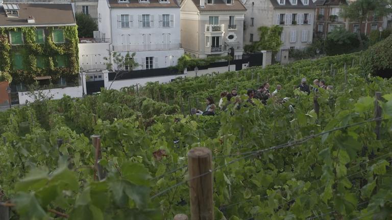 Blick über Weinstöcke auf dem Montmartre in Paris, dahinter Wohnhäuser