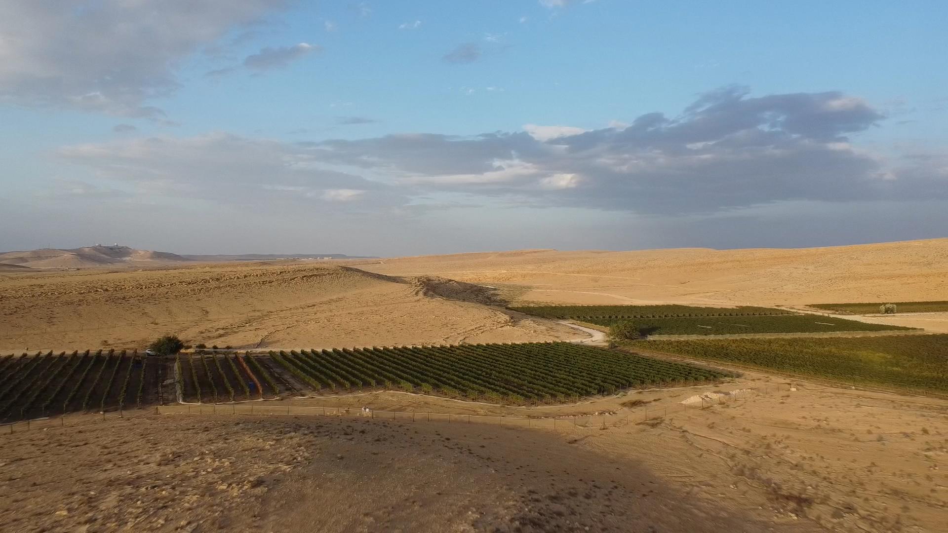 Das Weinanbaugebiet in der Wüste Negev in Israel