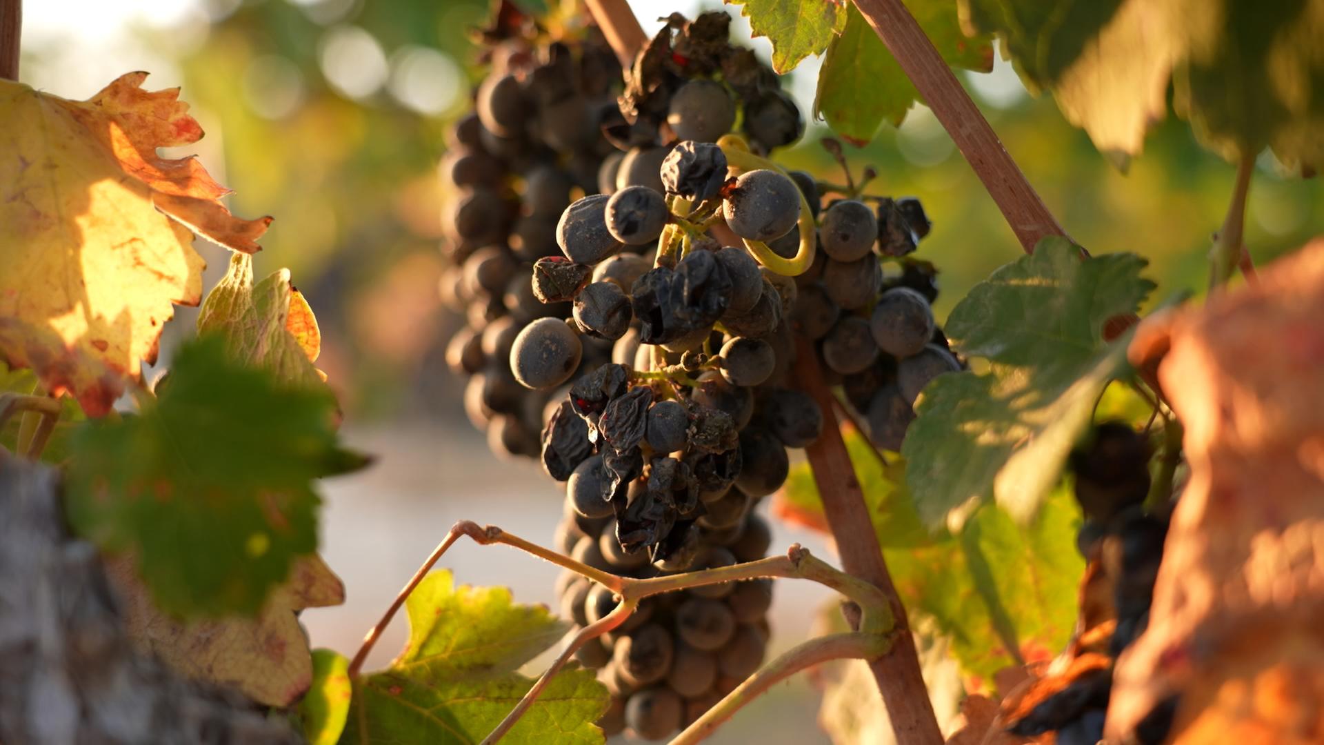Weintrauben des Weingut Nana in der Negev-Wüste