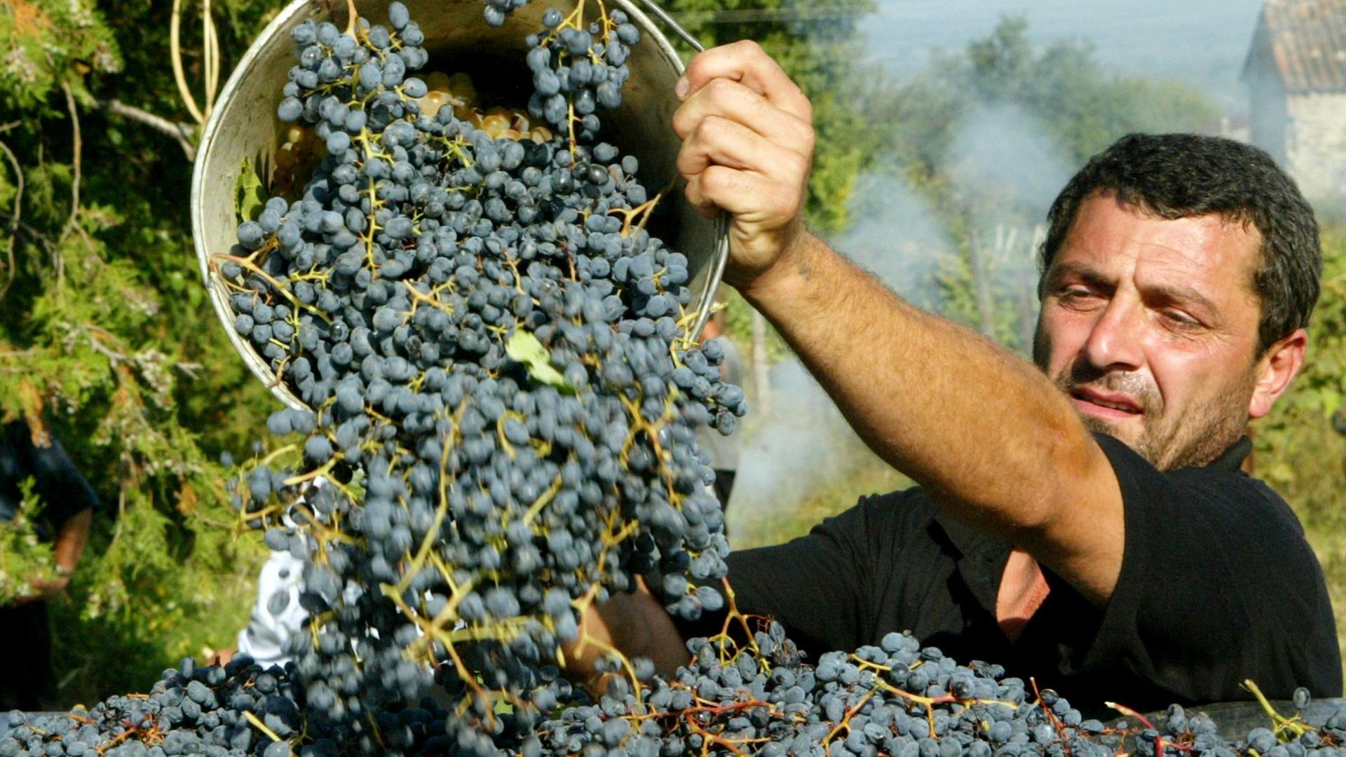 Weinlese in Georgien