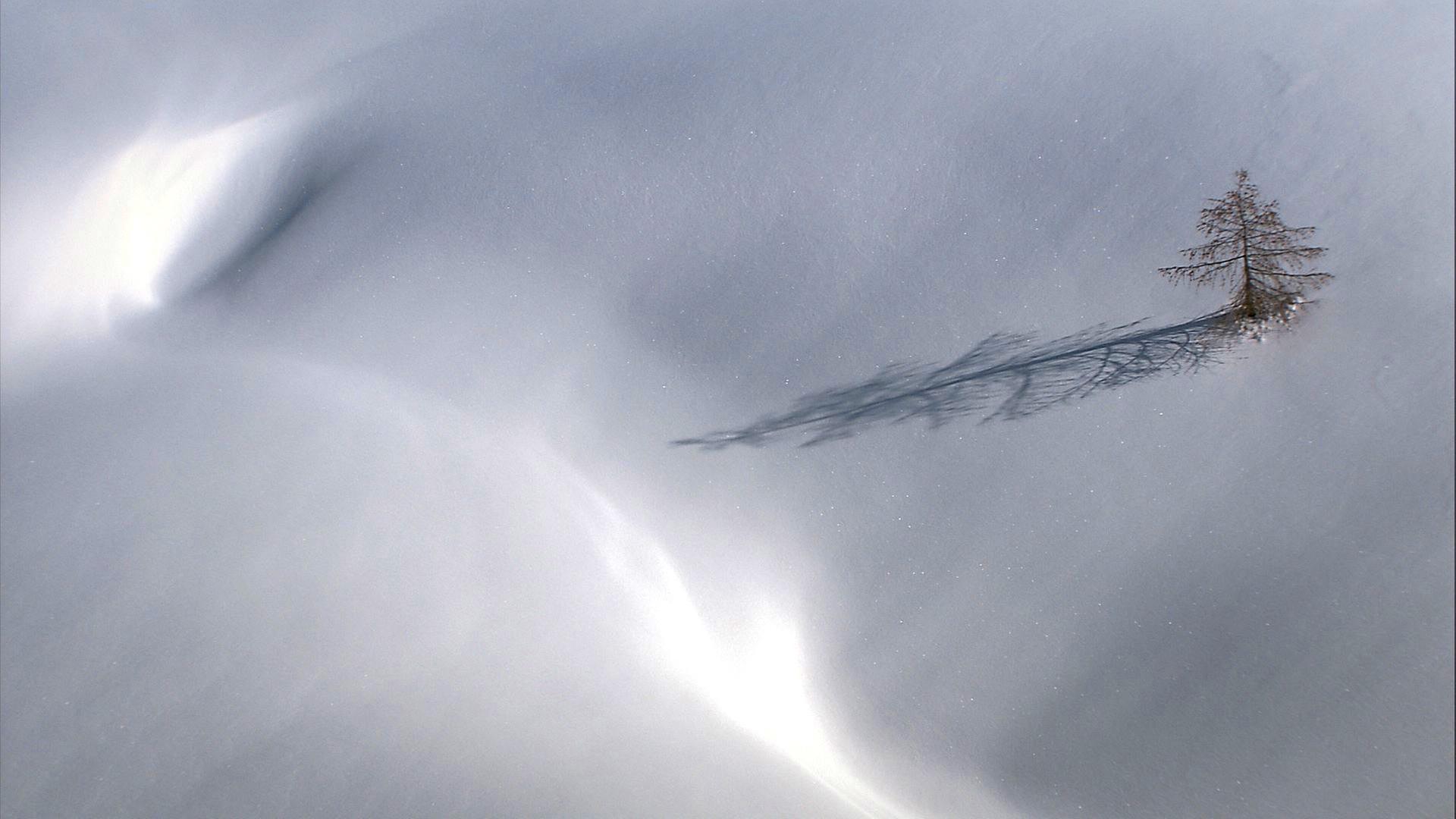 Vereinzelte Zirbe, die aus einer Schneefläche herausschaut.