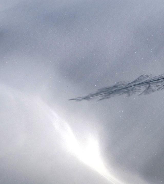 Vereinzelte Zirbe, die aus einer Schneefläche herausschaut.