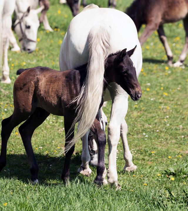 Lipizzaner-Fohlen