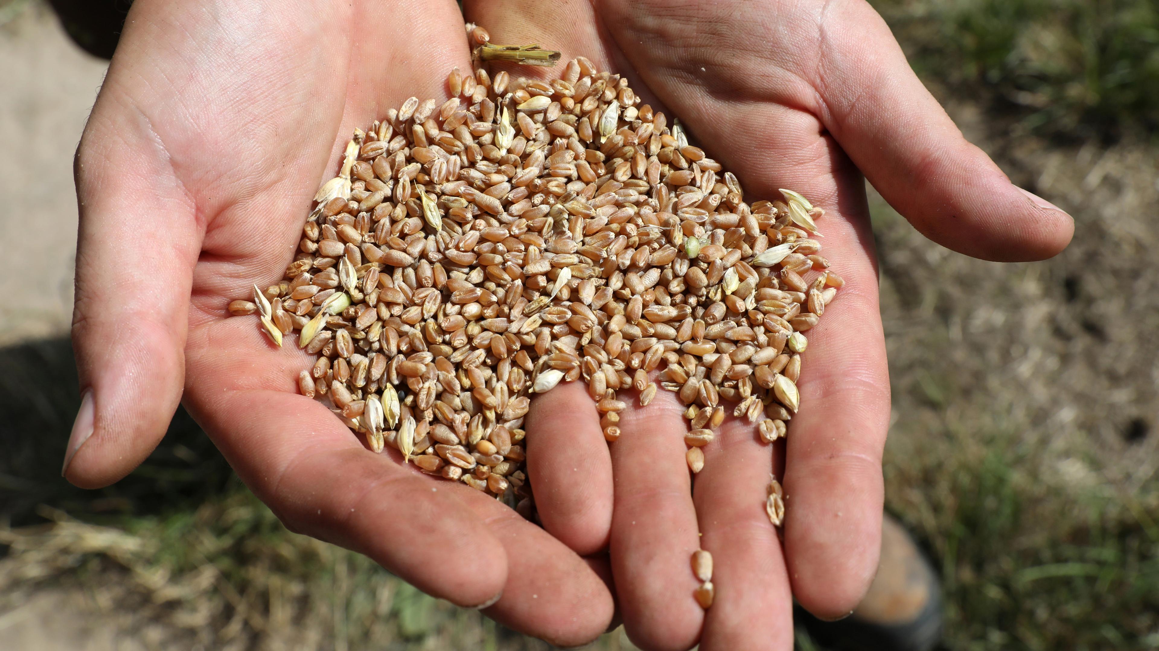 Weizen wird nach einem ersten Probe-Drusch nach der traditionellen Ernte-Pressekonferenz des Landesbauernverbandes an einem reifen Weizenfeld des Landwirtschaftsbetriebes Cord Müller-Scheeßel gezeigt. 