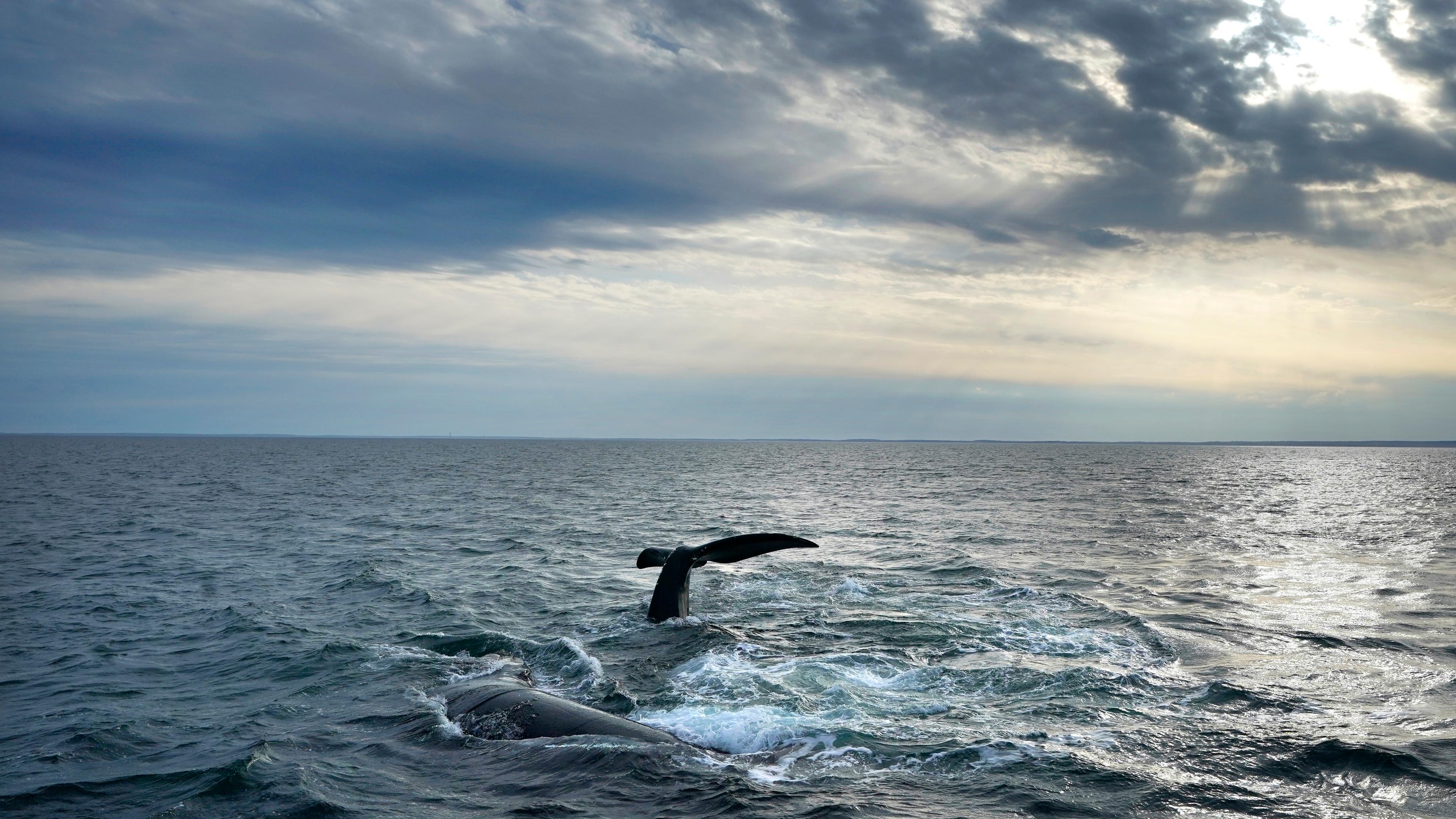 Ein Paar Nordatlantischer Glattwale schwimmt an der Oberfläche der Cape Cod Bay.