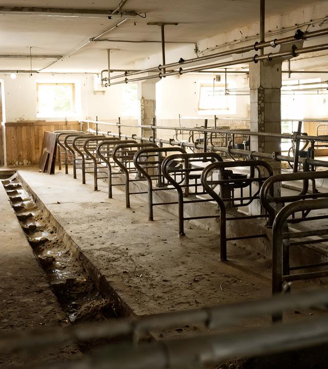 Blick in einen leeren, heruntergekommenen Kuhstall mit leeren Futterständen und offenen Türen, durch die Tageslicht fällt.