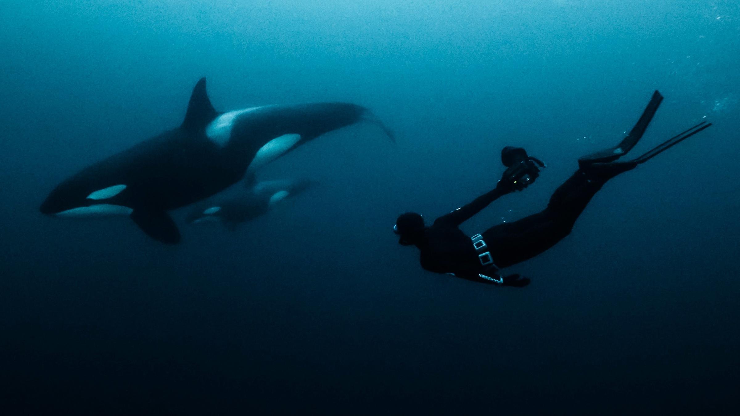 Lukas Müller mit einer Orca-Mutter und ihrem Jungtier unter Wasser.