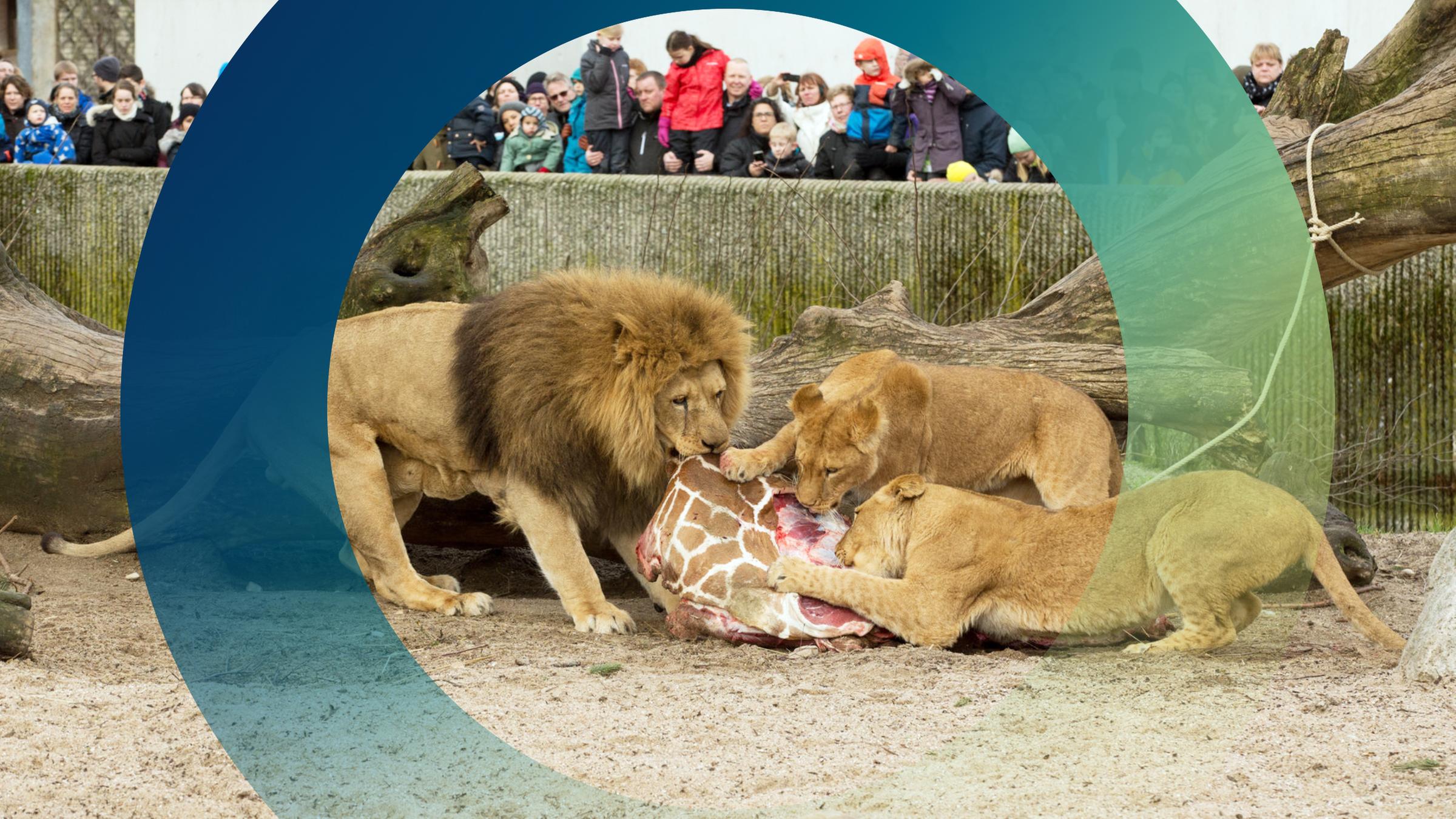 Ein Giraffenbulle wird in einem Gehege an ein Löwenrudel verfüttert.