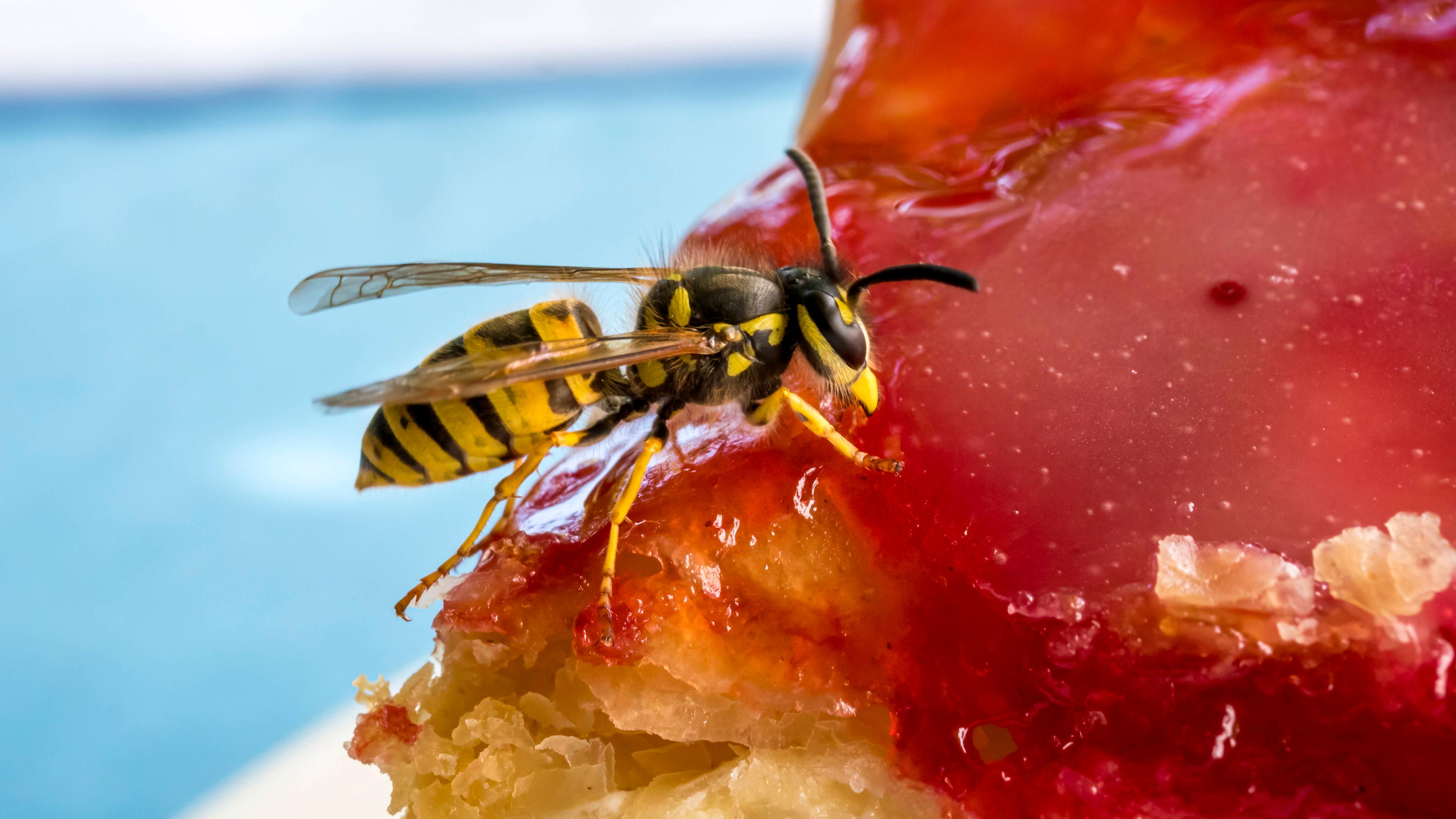 Wespe auf süßer Marmelade
