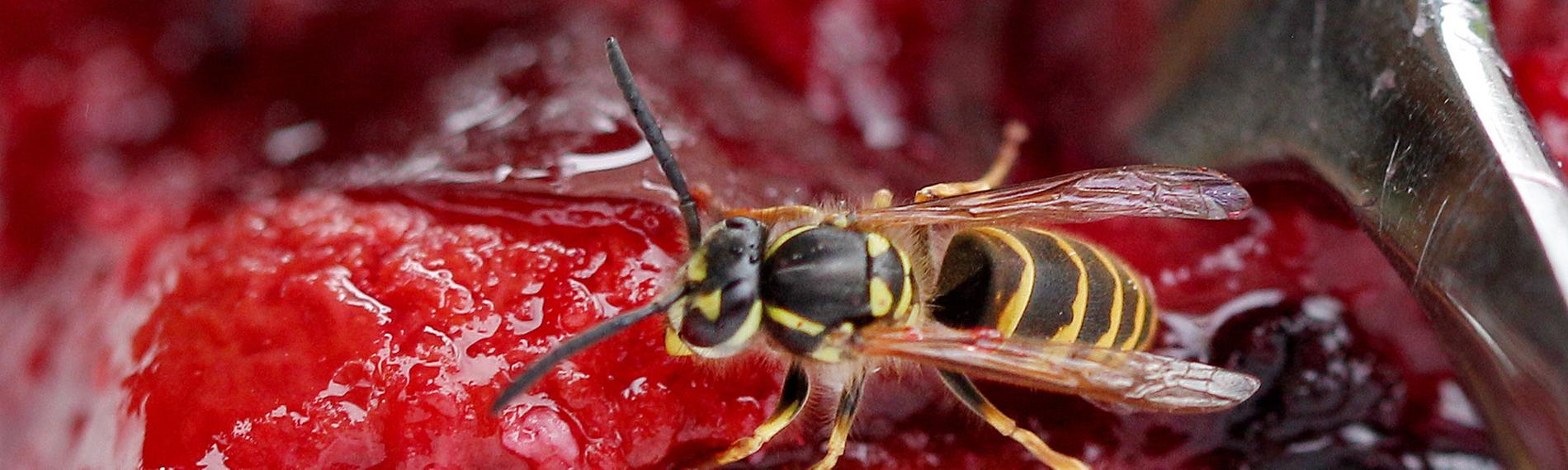 Wespe auf Obstkuchen