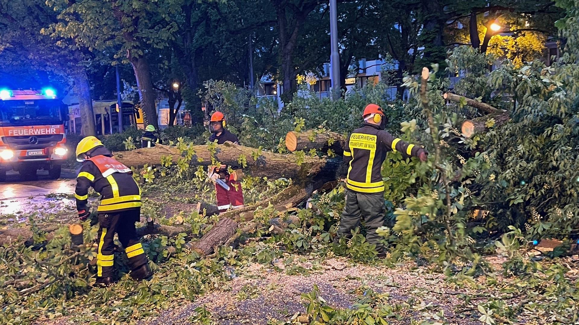 Feuerwehrleute räumen einen umgestürtzten Baum von der Straße
