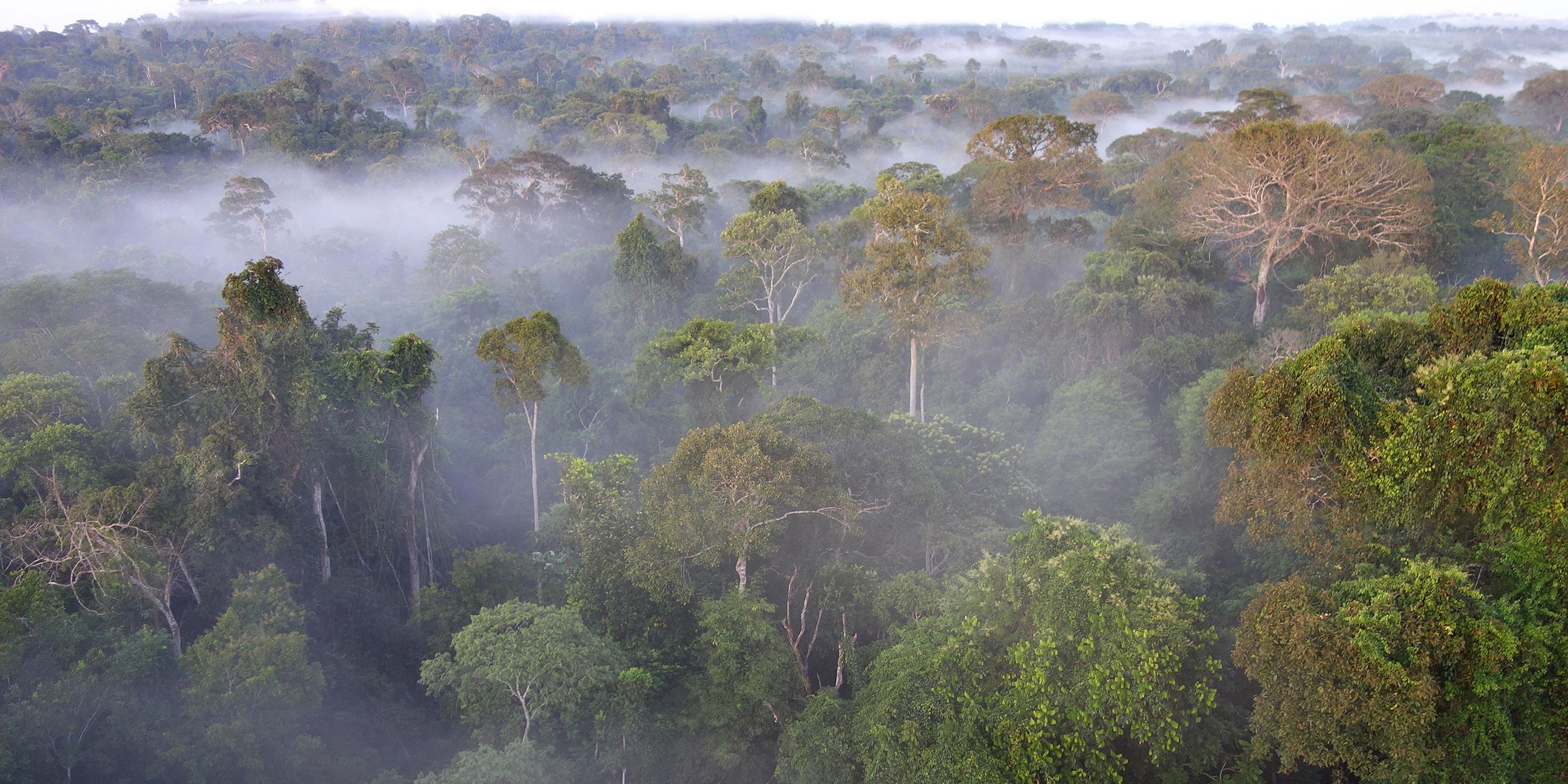 Der Amazonas Regenwald, die "Grüne Lunge" des Planeten und für einige Wissenschaftler der entscheidende Motor im weltweiten CO2- und Wasserhaushalt.