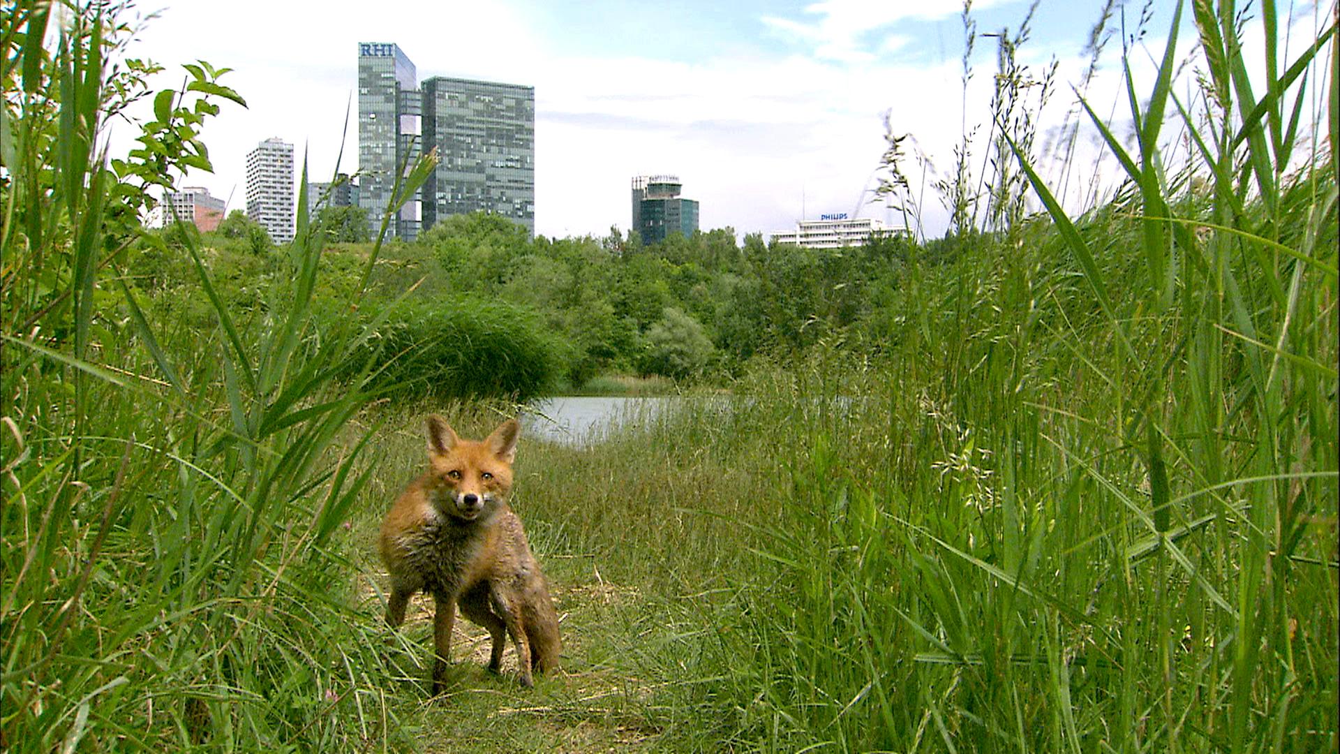 Fuchs am Wienerberg