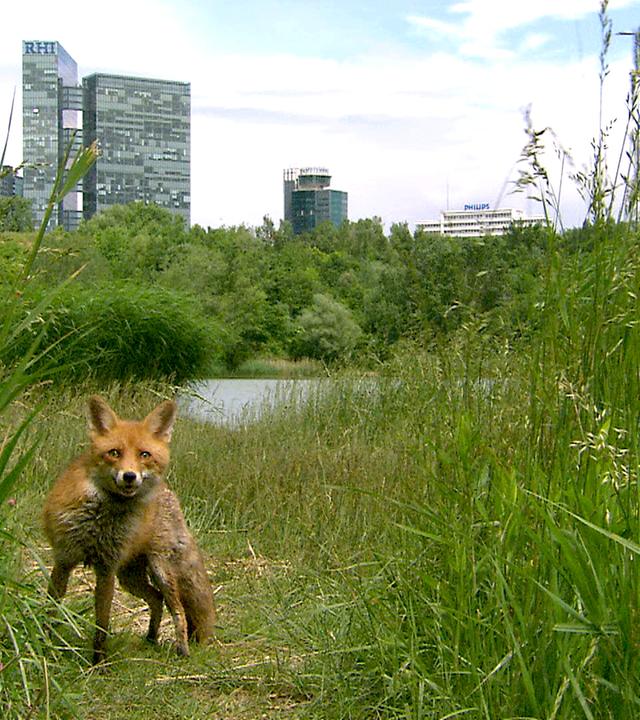 Fuchs am Wienerberg