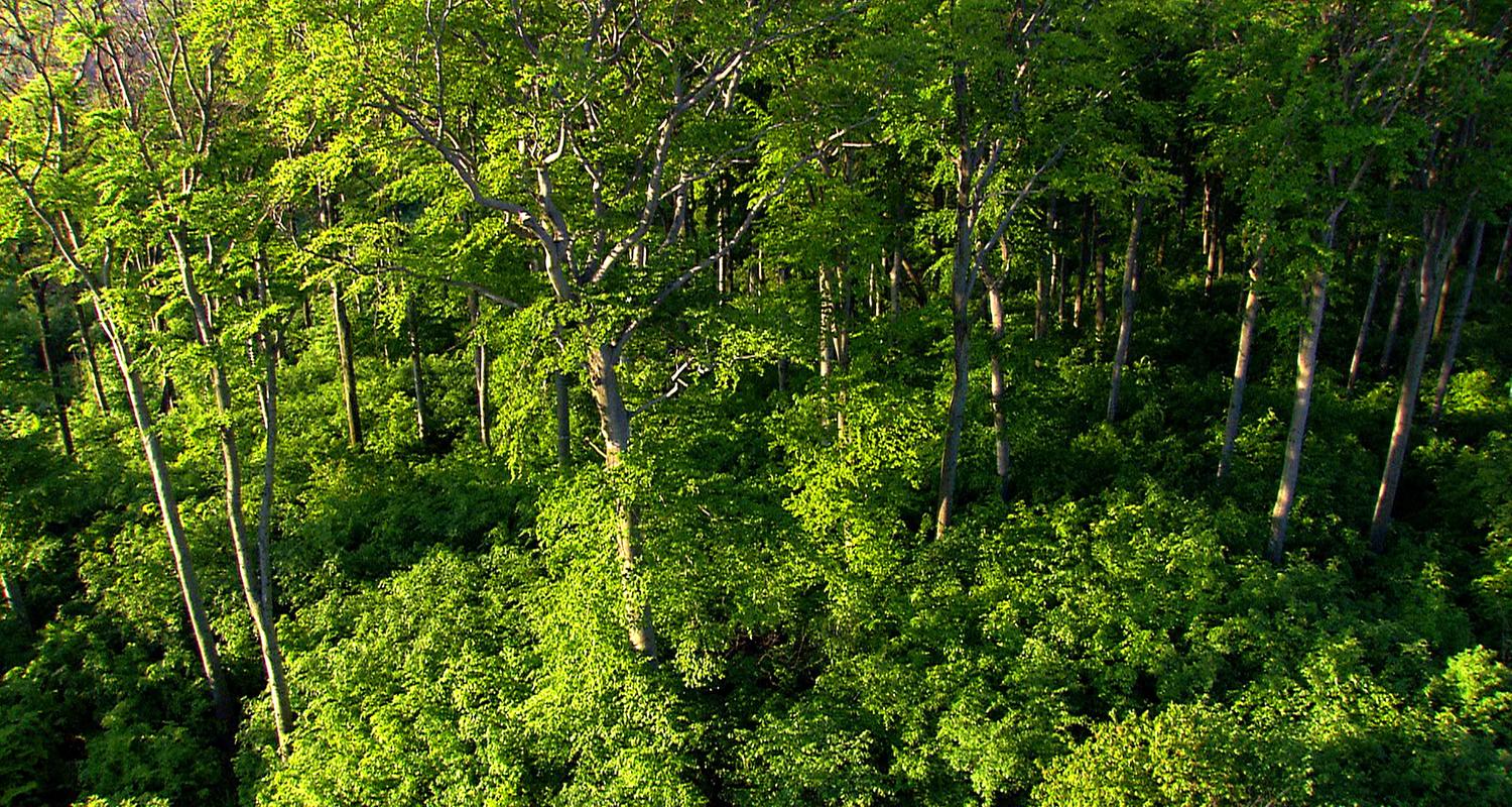 Blick von oben auf einen Waldausschnitt