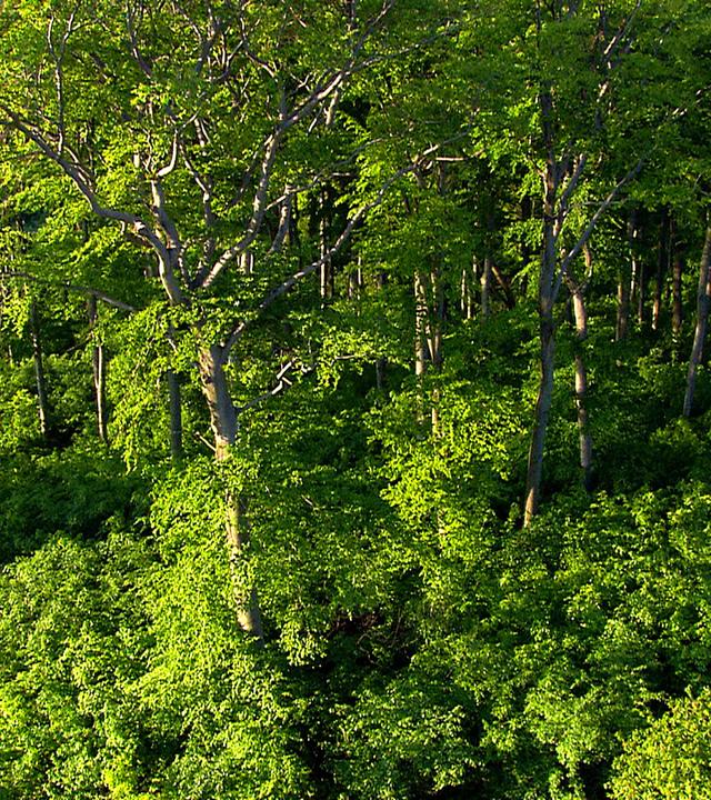 Blick von oben auf einen Waldausschnitt