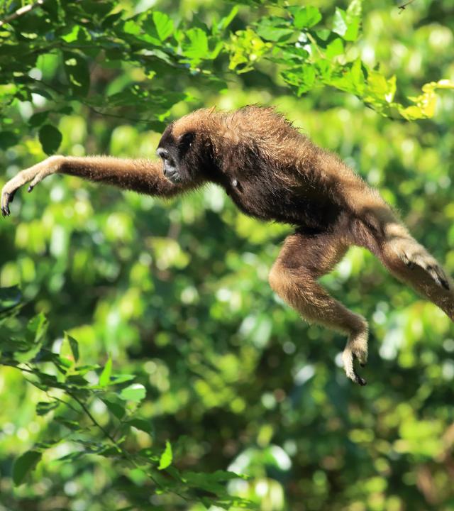 Ein Müller-Gibbon im "Flug" von einem Ast zu einem anderen.